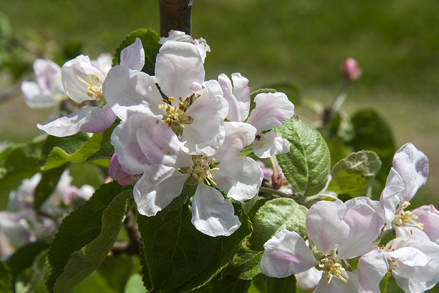 Apple Blossoms